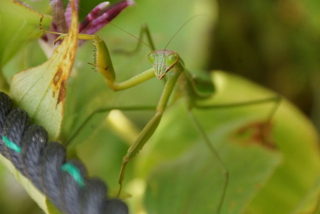 カマキリとの出会い、北鎌倉14!