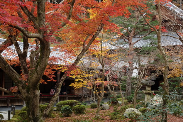 晩秋の圓光寺庭園2015