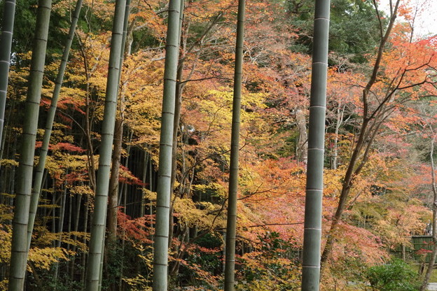 圓光寺の竹林2015