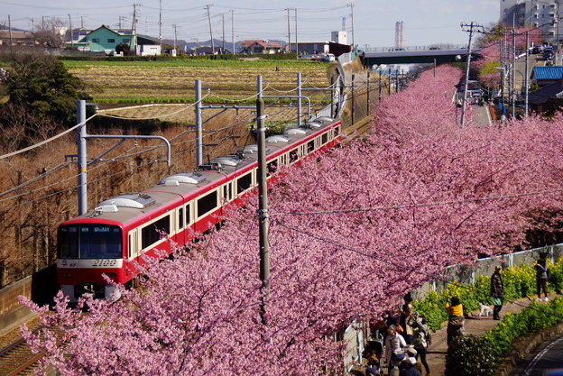 河津桜と赤い電車20160221b
