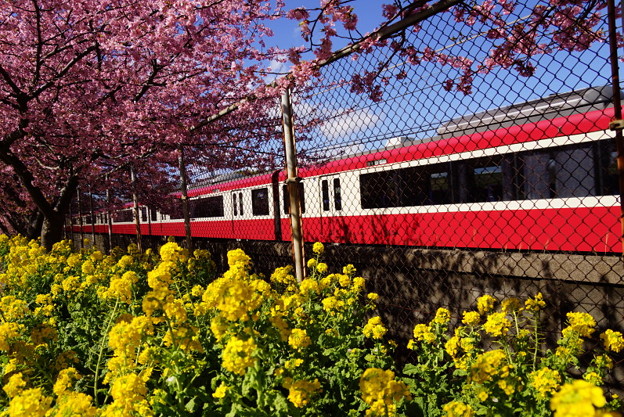 菜の花と赤い電車20160221c