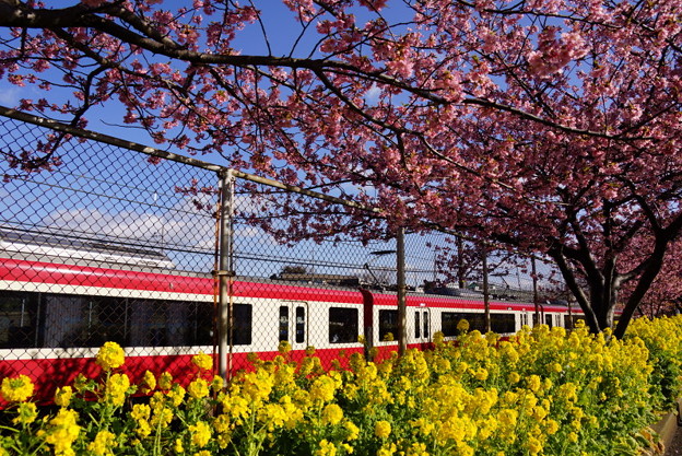 河津桜と電車20160221d