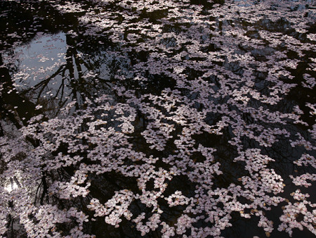 桜の花びら舞う源氏池0405ta
