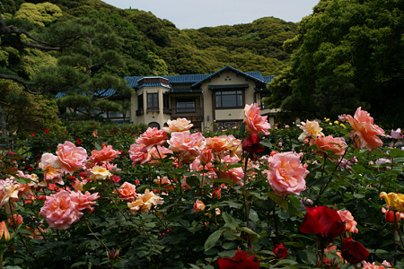 バラまつり鎌倉文学館0517ts