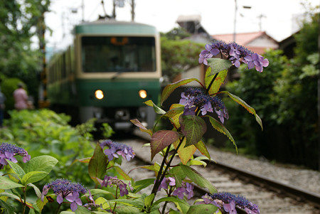 紫陽花と江ノ電0524tb
