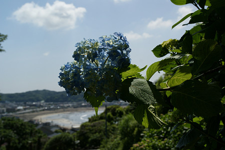 由比ヶ浜紫陽花0601ts