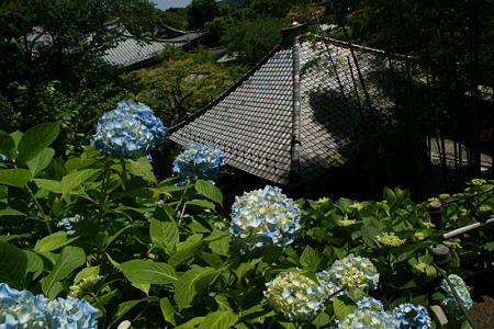 紫陽花と経蔵0601tc