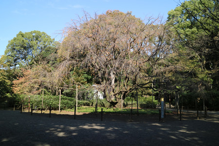 六義園 (2)