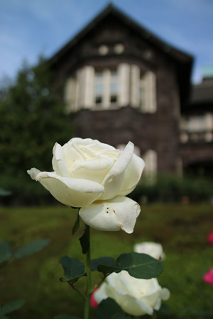 旧古河庭園 (19)