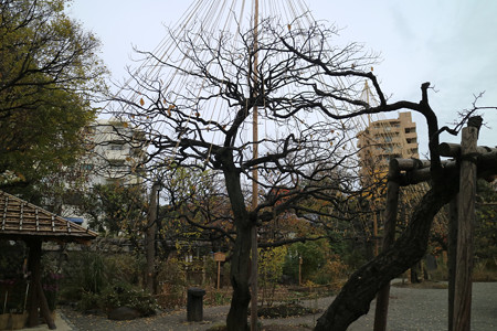 向島百花園 (2)