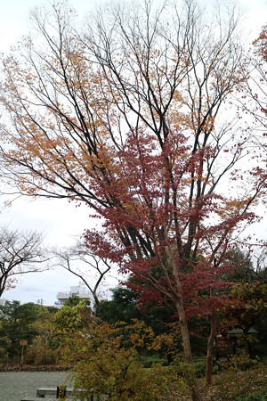 向島百花園 (4)
