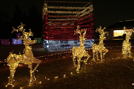 国営昭和記念公園　Winter　Vista　Illumination11