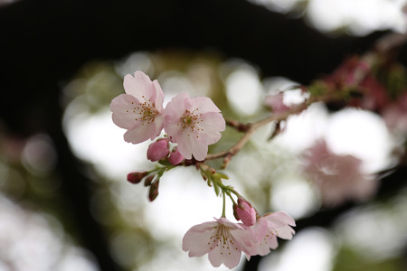 坂町の寺桜 (1)