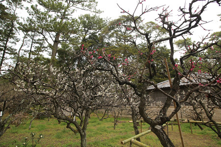 沼津御用邸記念公園 (19)