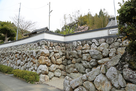 横輪桜 (2)