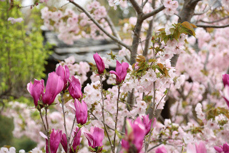 横輪桜 (3)