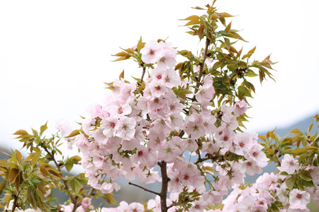 横輪桜 (6)
