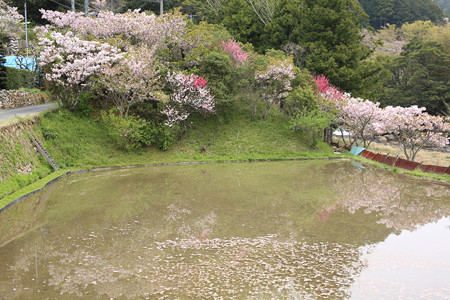 横輪桜 (7)