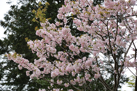 横輪桜 (10)