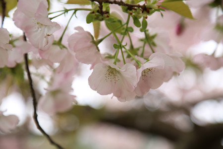 横輪桜 (12)