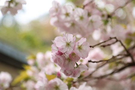 横輪桜 (13)