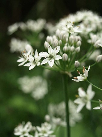 にらの花