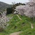 Photos: 古墳桜