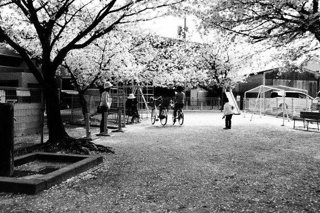 Photos: 花見
