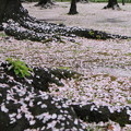 Photos: 桜吹雪