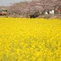 北真岡の菜の花と桜