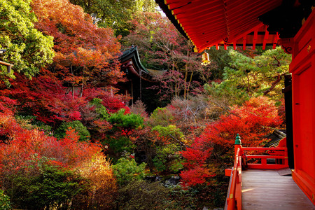 毘沙門堂紅葉