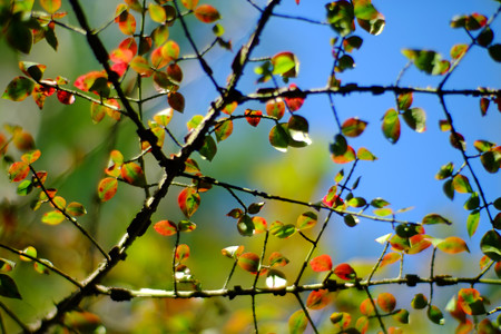 DSCF1241