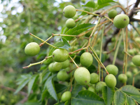 DSCF5480