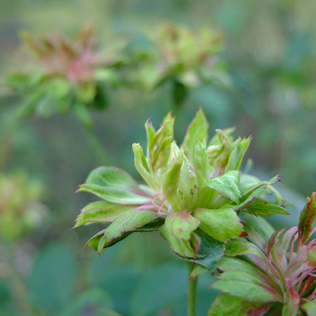 greenrose
