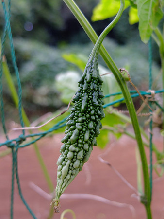 DSCF2826