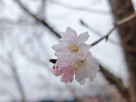 DSCF4515
