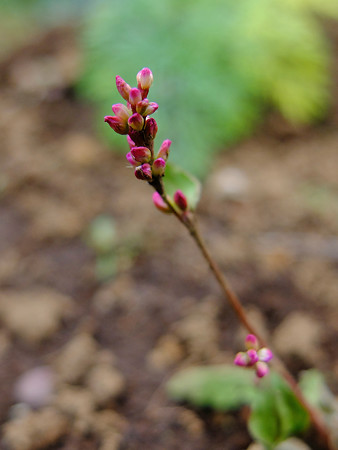 DSCF5684