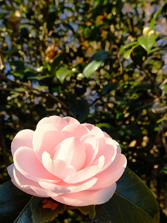 DSCF5997