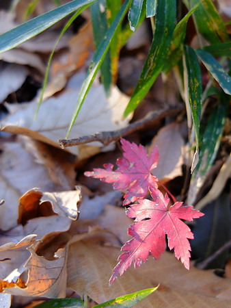 DSCF5966