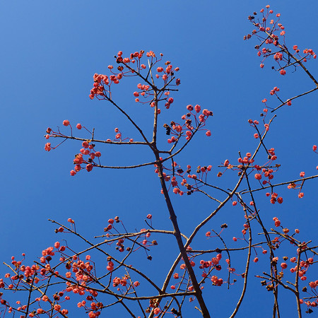 DSCF8181