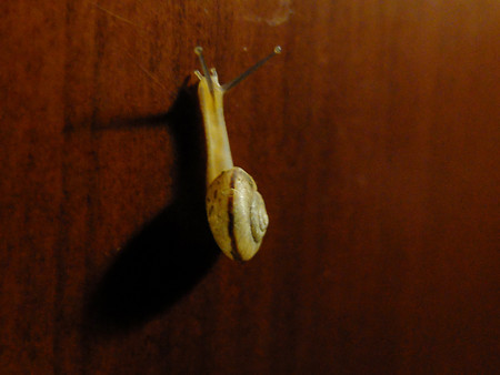 DSCF1106