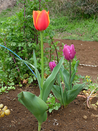 DSCF3469