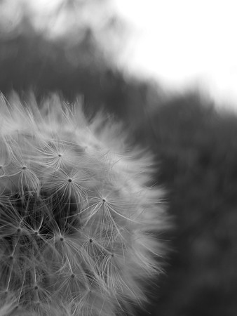 DSCF4339