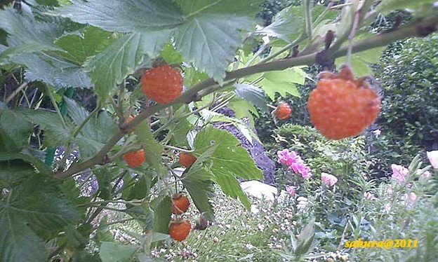 木いちご収穫