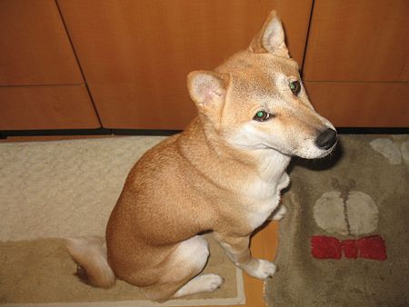 img 531