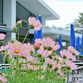 秋桜と・・・