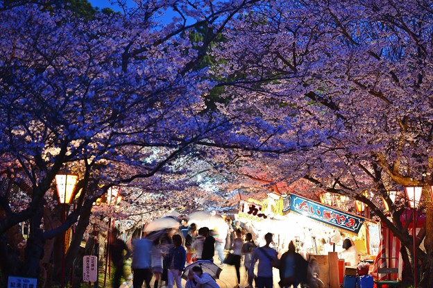 日岡山公園 夜桜 ２ 写真共有サイト フォト蔵