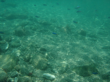 [田子瀬浜]　海中散歩３