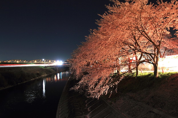 犀川堤の夜桜