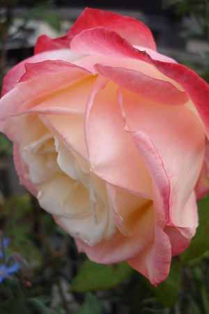 DSC00424